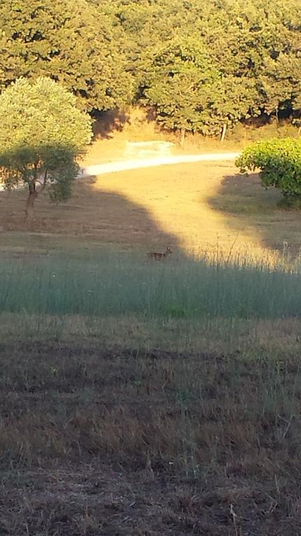 Agriturismo Bronzivalle リオトルト エクステリア 写真